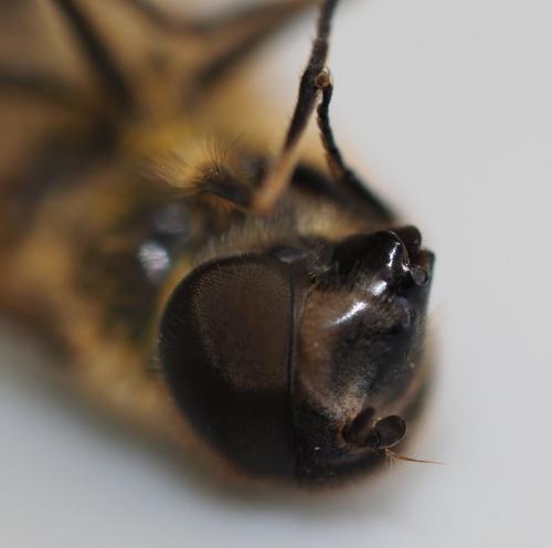 Eristalis similis